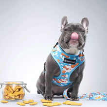 Load image into Gallery viewer, Milk and Bones Frenchie Dog Leash and Harness