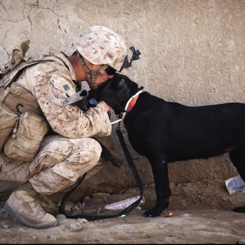 K9 Veterans Day – Celebrating Famous Dogs in Battle