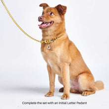 Load image into Gallery viewer, Cuban Link 20mm Dog Gold Chain Collar
