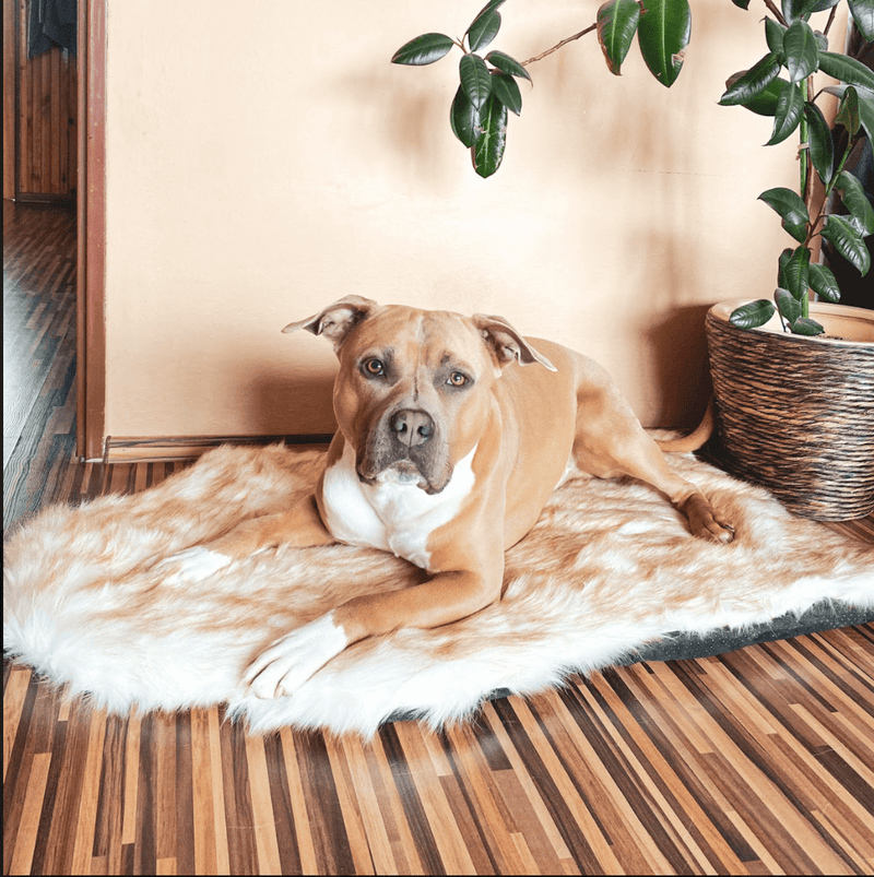 Memory foam faux fur dog bed hotsell