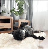 Memory Foam Faux Fur Rug Dog Bed