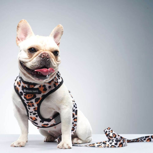 Wild Leopard Frenchie Dog Leash and Harness