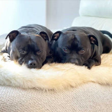 Load image into Gallery viewer, Memory Foam Faux Fur Rug Dog Bed
